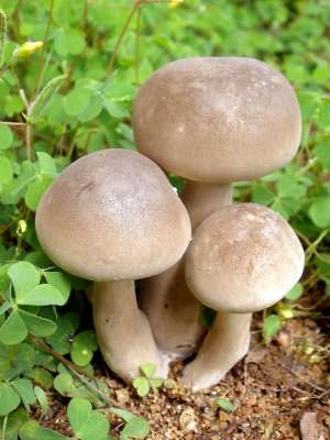 Mushroom: A New Gold Mine
