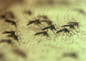 Malaria Claims 584,000 Lives