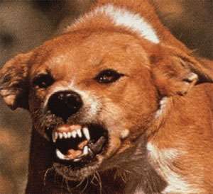 Rabies infected dog