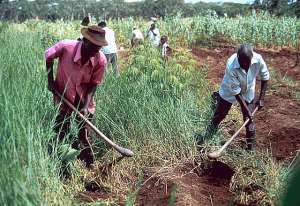 Agriculture The Backbone Of Ghana