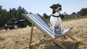 Dog hotel offers canine culture