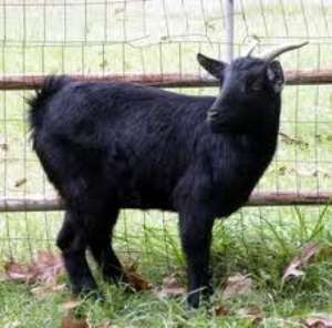 Sixty-one-year old woman fined for stealing goat