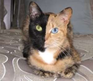 Venus the two faced cat