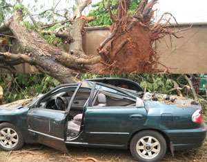 An unprooted tree. INSET: A damaged car