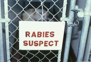 Rabies kills five persons in Suhum Municipality