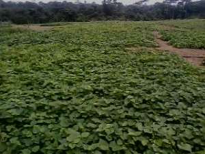 Agric transformation under spotlight of Climate Change and Development in Africa confab