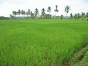 MoFA To Cultivate 1300 Hectares Of Valley Rice