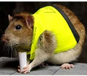Robson the rat wins audition