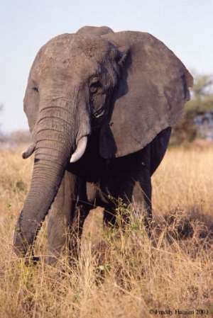 Gov't to Improve Elephant Conservation