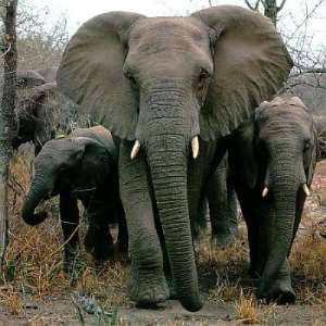 Born Free welcomes IUCN call for countries to ban domestic elephant ivory trade