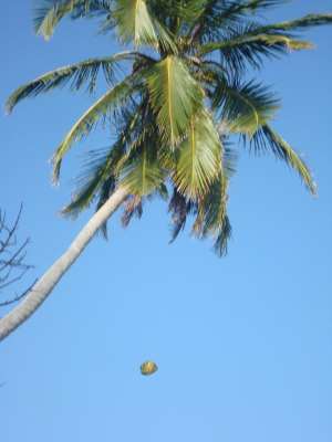 Falling Coconut tree kills fisherman