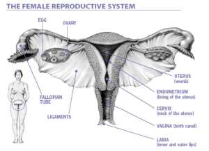 The Female Wombs for Rent:  Only Females with High IQ And Beauty Need To Apply