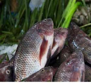 To Save Fish Stocks Ghana Must Enshrine Transparency In Law