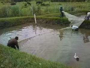 Small Scale Mining Operators To Be Trained In Fish Farming