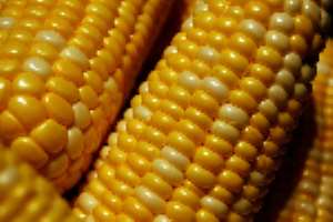 MAIZE PRODUCERS OPTIMISTIC THIS YEAR