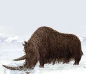 The discovery team says it might have used its horn as a paddle to sweep snow from vegetation.