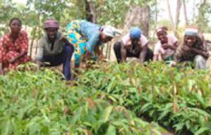 Farmers in their mango seedlings nursing field