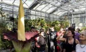 The 17-year-old amorphophallus titanum has never bloomed