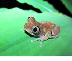 Frogs take longer to recover after logging African forests – new research shows