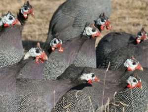 Flawed Northern Leaders: Dead Guinea Fowls & Trees