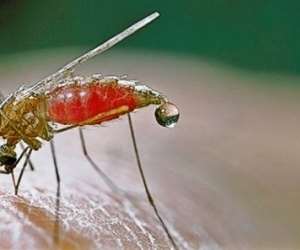 Berekum records high malaria cases