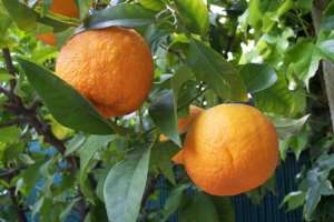 Citrus farmers abandoned the trade due to lack of market