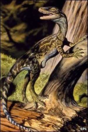 Prorotodactylus was about the size of a domestic cat, say the researchers
