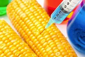 Learn From Other Countries Failures On GMO, Africa Warned