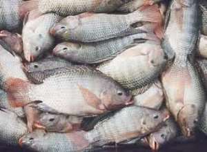 Global Agricultural Foundations tilapia project to be multi-dimensional