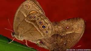 Scientist Antonia Monteiro describes the butterflys courting habits