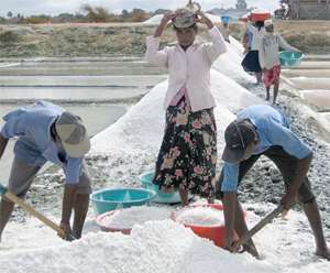 Workers busily collecting salt