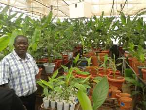 Dr. Geoffrey Akinaitwe At A GM Banana Nursery In Kampala, Uganda