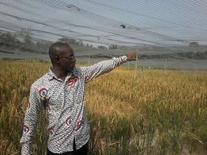 Dr. Maxwell Asante on GM rice confined field