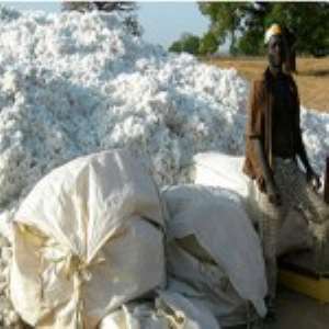 Burkina Faso Refuses GMO Bt Cotton