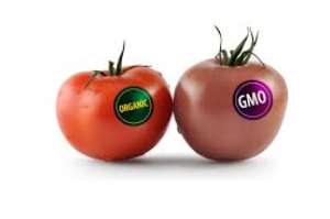 Genetically Modified Foods: A Public Anxiety or Scientist Are Not Communicating? -IBNA REPORT