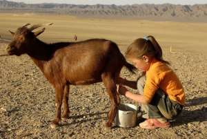 Un-milked resource – Goat s milk