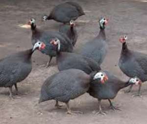 'Ghana can soon be exporting guinea fowl'