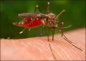 East Asia Summit Adopts Unprecedented Regional Malaria Goal