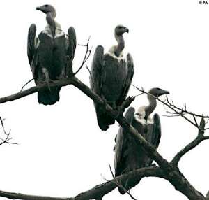 Bloody Pen-Armed Robbers: Postcolonial Vultures