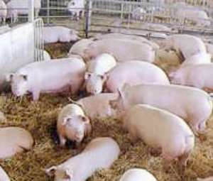 Pigs Consume Human Bodies