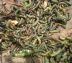 The worms were first sighted at Ada, Ga Dangbe East