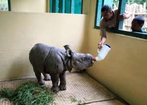India: CWRC-MVS Treats Male Rhino Calf Injured By Tiger
