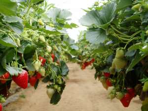 Needled Strawberries: Food Terrorism Down Under