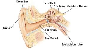 Importance of Early Detection and Intervention for Hearing Loss