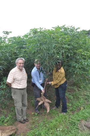 Nigeria Releases More Cassava With Higher Pro-Vitamin A To Fight Micronutrient Deficiency