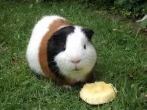Guinea pig called Randy fathers 100 newborns after breaking into female pen for FOUR weeks