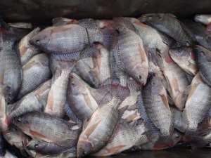 Slow Poisoning On Volta LakeFishermen Trap Fish With DDT