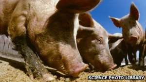 Swine Flu And What You Need To Know---The Basics