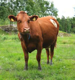 Five -year-old girl found living with cows can only communicate by mooing
