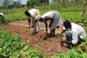 Farmers unhappy with late delivery of subsidized fertilizer